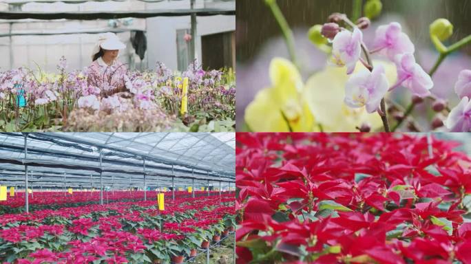 花卉 鲜花基地 鲜花 花卉种植 花卉管理