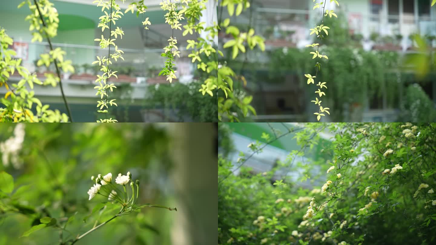 七里香春天唯美空镜