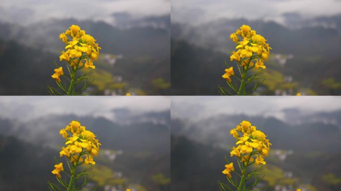 油菜花 特写 烟雨皖南 晨雾 烟雨