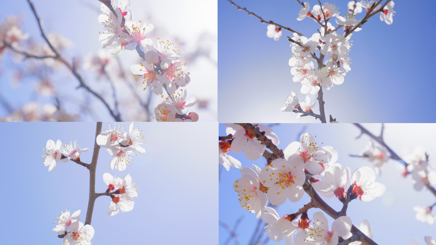 桃花 踏青 春天 春暖花开