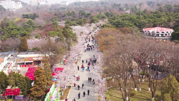 青岛中山公园樱花航拍