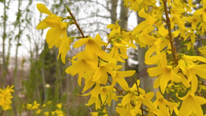 黄色的迎春花美丽绽放