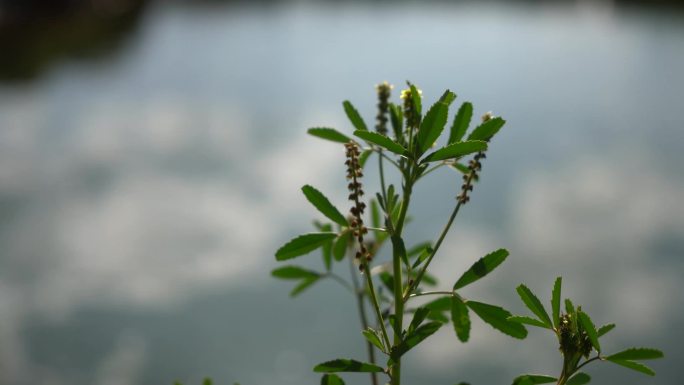 意境转场植物素材梦幻大自然写意万能空镜