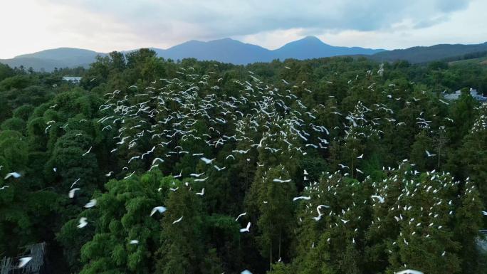 成群的白鹭在森林中飞