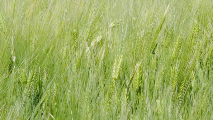 麦田小麦麦穗农业绿色丰收
