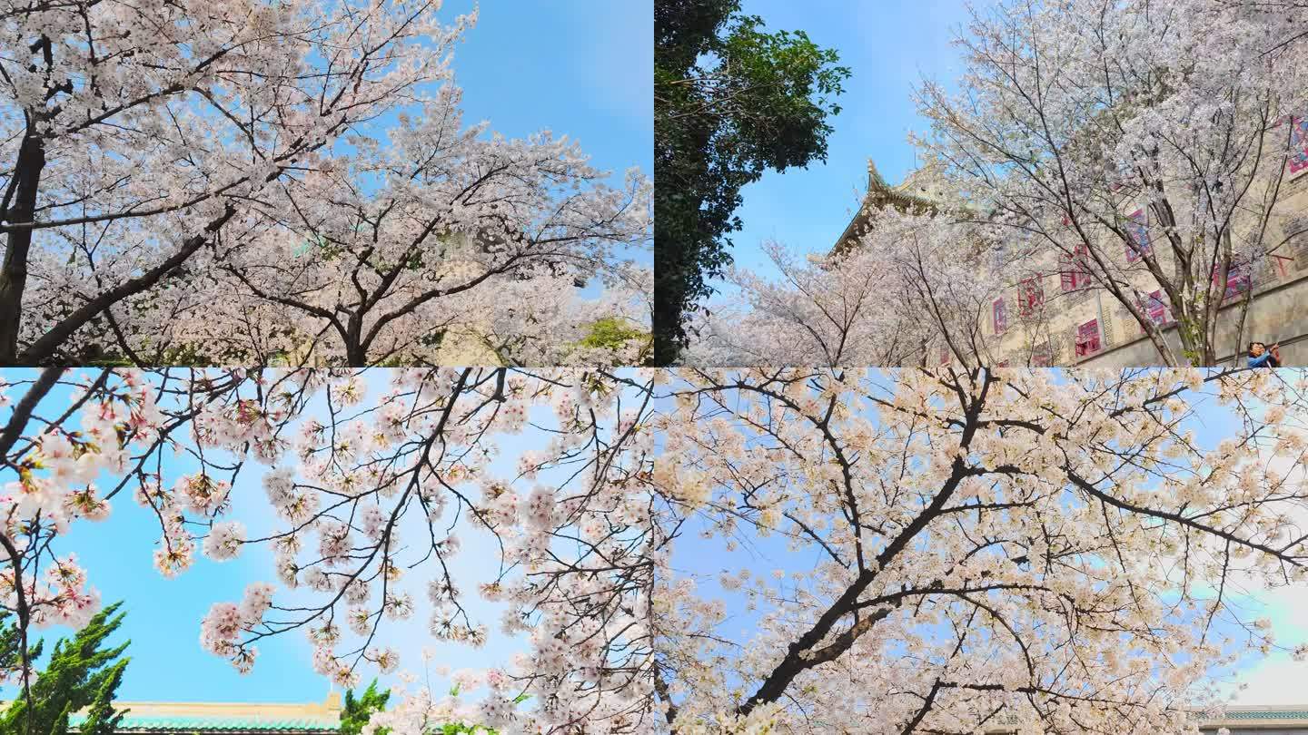 武汉大学樱花盛开