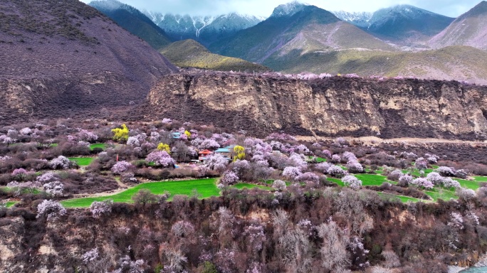西藏林芝桃花