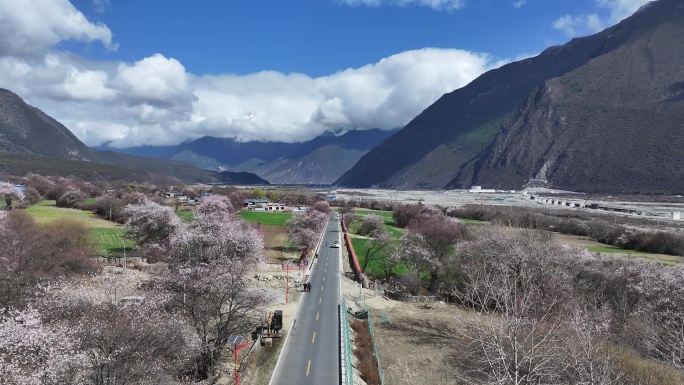 林芝桃花节