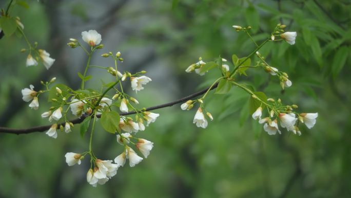 油桐花