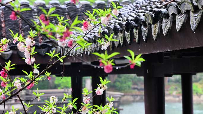 桃花 雨滴 春天 禅意 江南古镇 瓦片