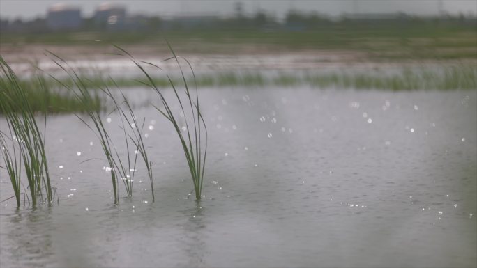 水边 湿地 风景 芦苇 唯美1