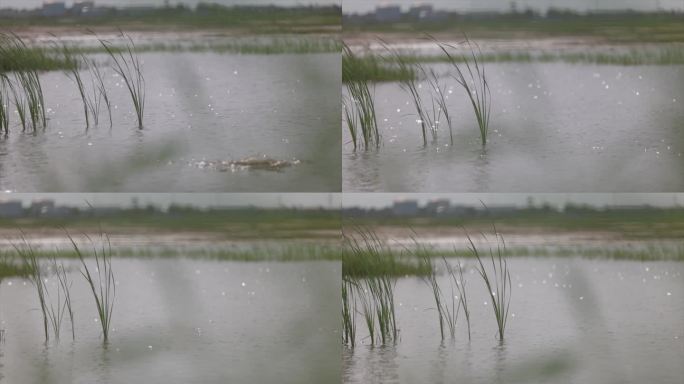 水边 湿地 风景 芦苇 唯美1