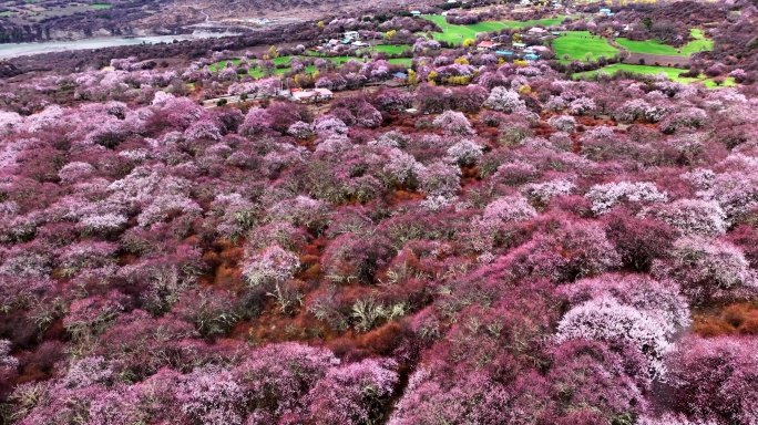 西藏林芝桃花