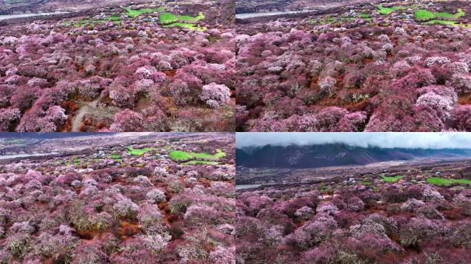 西藏林芝桃花