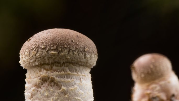 香菇生长延时微距特写实拍