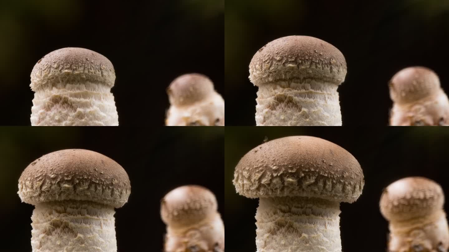 香菇生长延时微距特写实拍