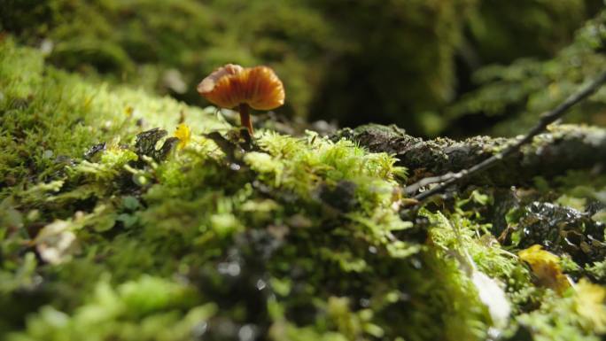 川西 热带雨林 苔藓 微观世界 蕨类蘑菇