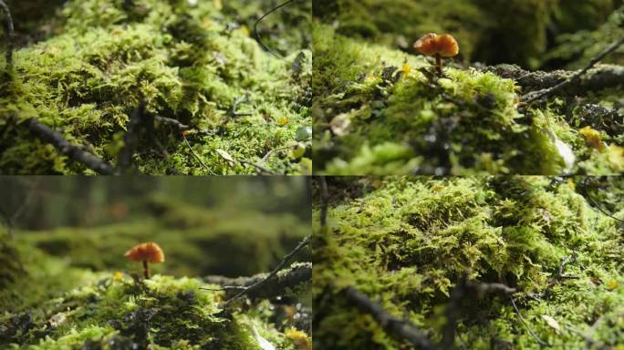 川西 热带雨林 苔藓 微观世界 蕨类蘑菇