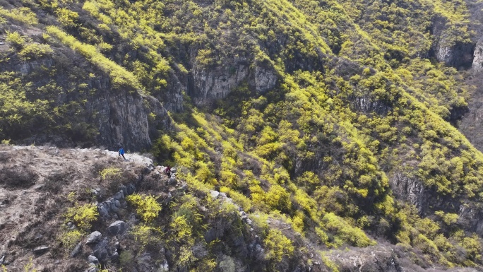 济南彩石青龙峪连翘花开