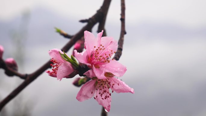 雨滴 桃花 特写 烟雨皖南 晨雾 烟雨