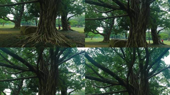 公园里的大榕树