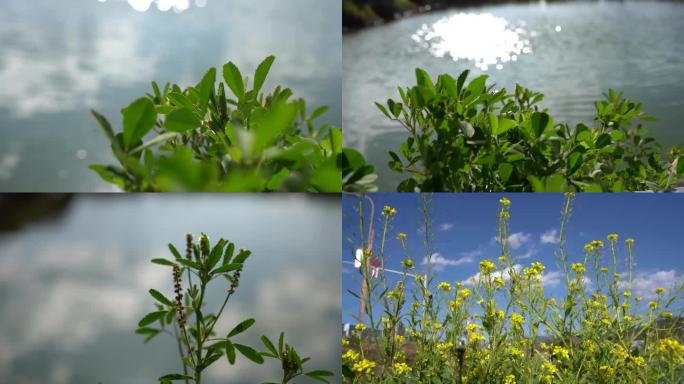 意境转场植物素材梦幻大自然写意万能空镜