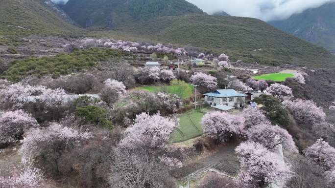 林芝桃花节