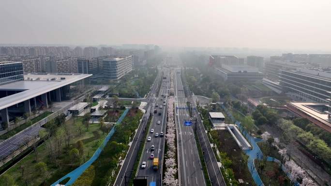 杭州未来科技城文一西路通往春天的樱花大道