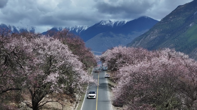 林芝桃花节