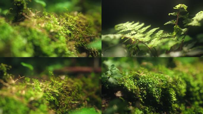 苔藓青苔森林植被植被特写植被天然青苔绿野