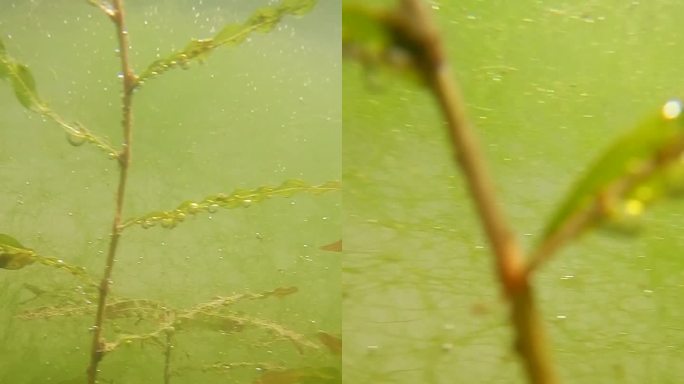 河流水下拍摄水草素材