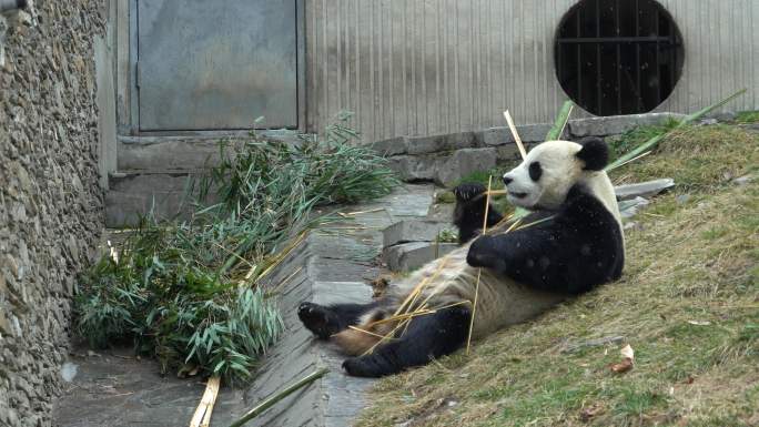 熊猫元宵吃竹子