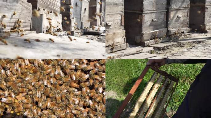 蜜蜂群  蜂箱 养蜂场  蜂王  蜂王浆