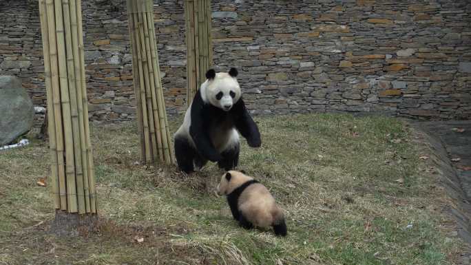 熊猫蕊蕊双胞胎孩子嬉戏玩耍