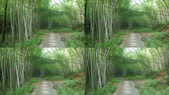 竹子竹林幽径小路山林