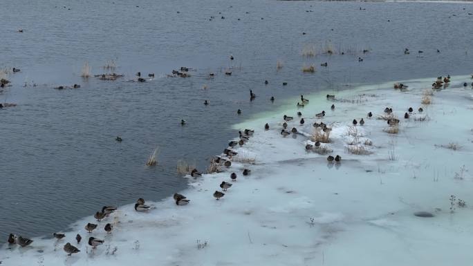 残雪消融的湿地湖泊水鸭子