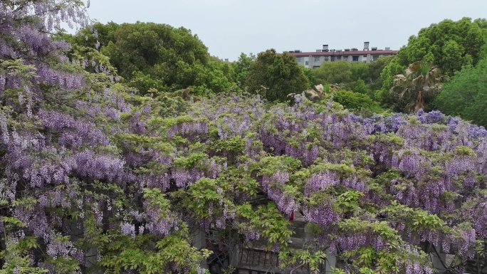 紫藤花开游客来