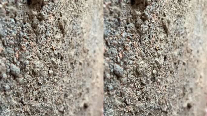 黑色蚂蚁爬行拍摄素材
