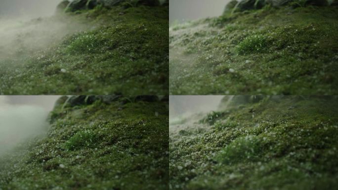 苔藓 微观世界 特写 草地 冰晶 自然