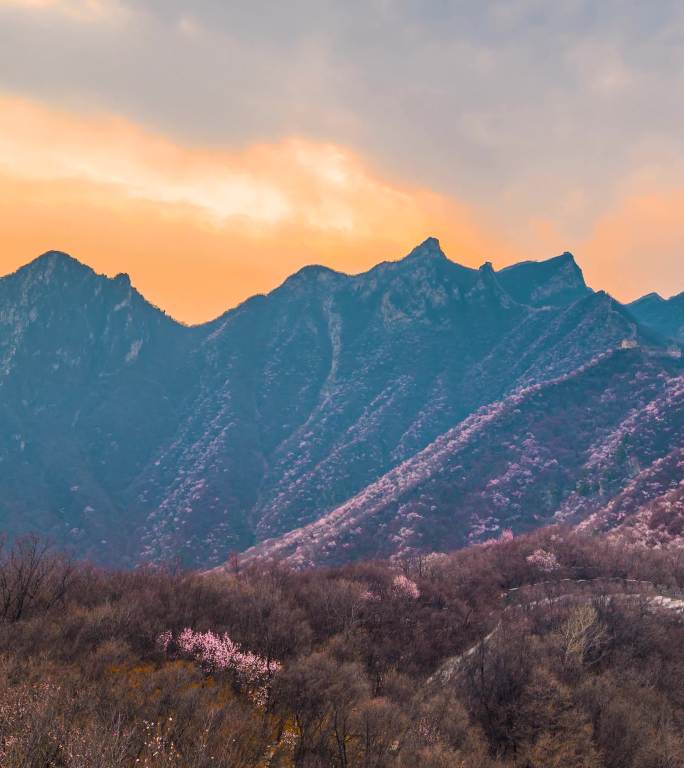 北京春天长城傍晚漫山遍野山桃花夕阳延时