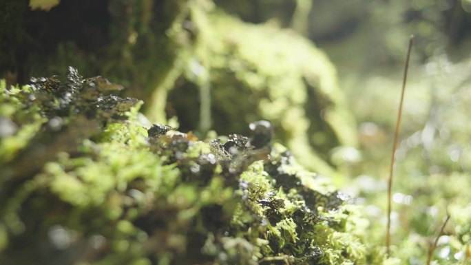 川西 热带雨林 苔藓 微观世界 蕨类植物