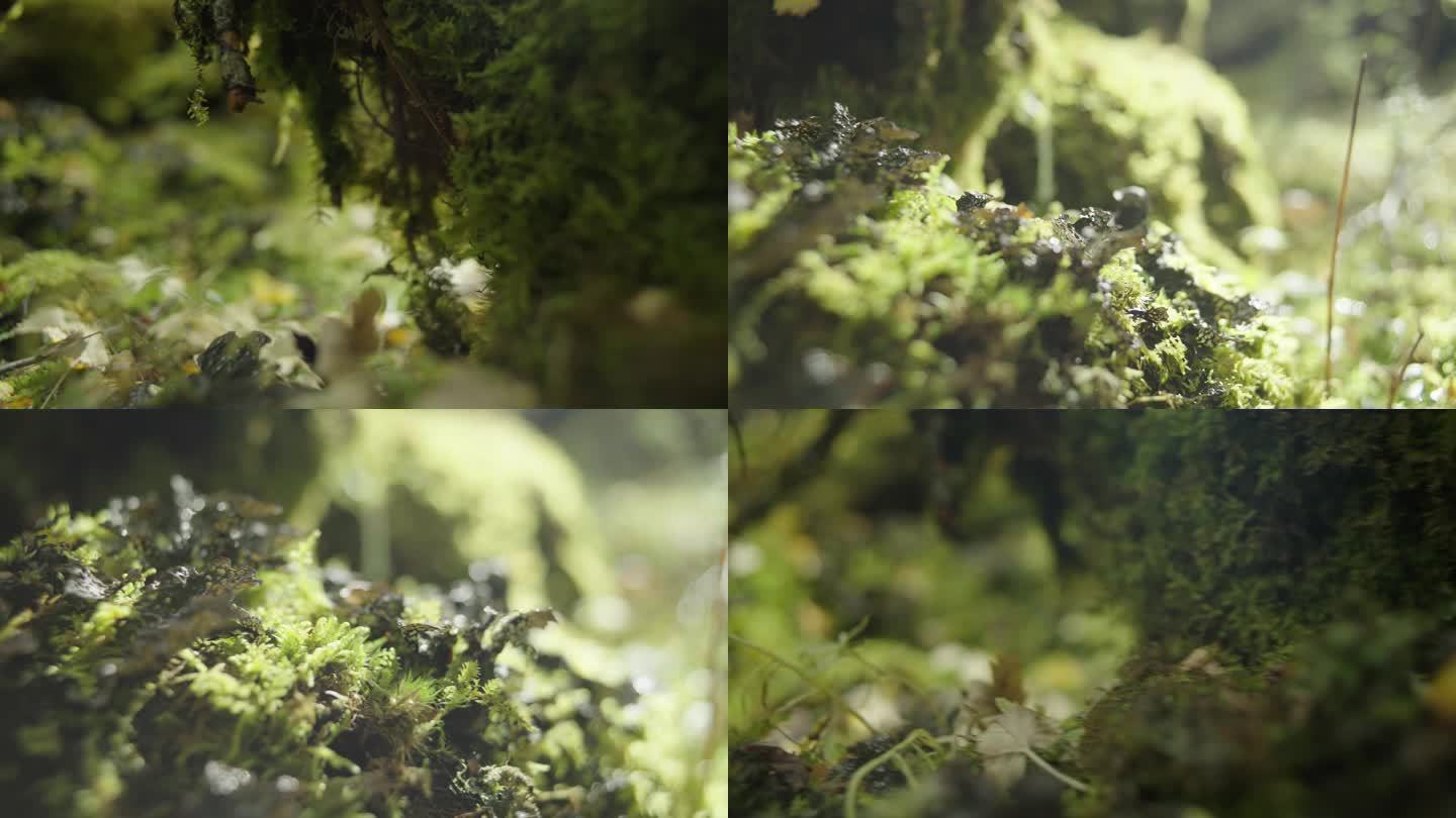 川西 热带雨林 苔藓 微观世界 蕨类植物