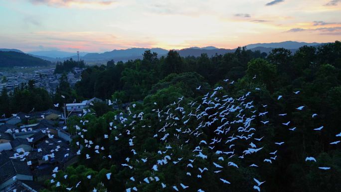 白鹭晚霞夕阳