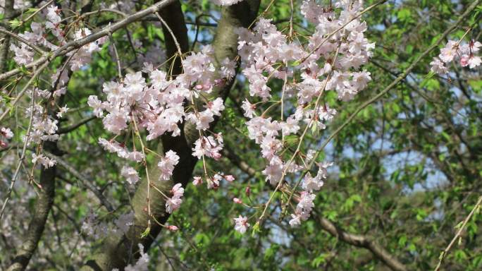 阳光下美丽的垂枝樱樱花开放