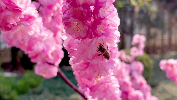 春暖花开蜜蜂在粉色红梅花朵上采蜜慢樱花