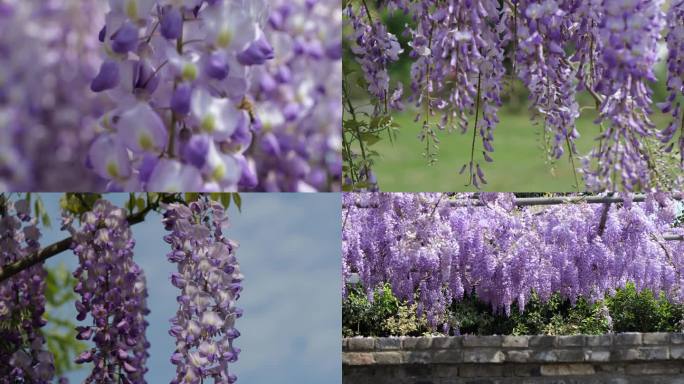 紫藤花瀑布