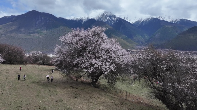 林芝桃花节