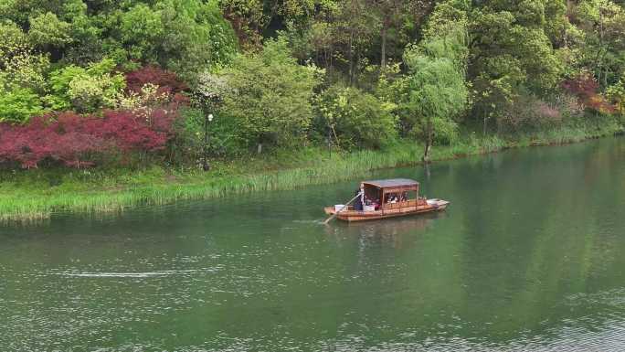 4k4月初阴雨天乌龟潭晚樱盛开摇橹船绿意