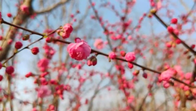 蓝天下的粉色碧桃花