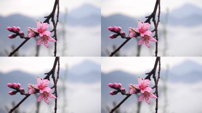 雨滴 桃花 特写 烟雨皖南 晨雾 烟雨